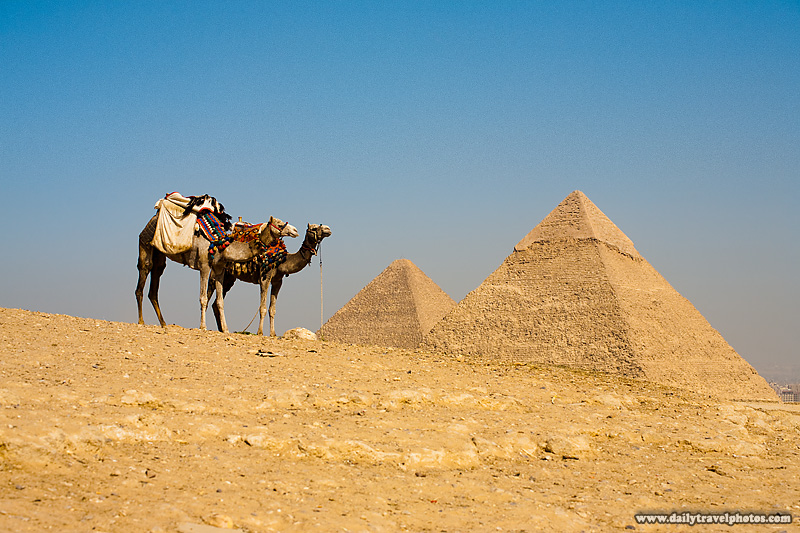 Camel From Egypt