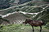 Beast of Burden Photo: The dragon's backbone rice terraces near Longsheng.  The area is inhabited by a unique local minority with  a culture vastly different from the majority Han chinese.