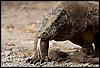 photo: Forked - A Komodo Dragon sniffs the air with its tongue.