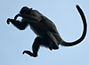 Mid-Air (Leaping Monkeys I) Photo: Air-borne monkeys hurl themselves from tree to tree.