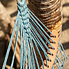 Bed of Thread Photo: The knotted end of a hammock.