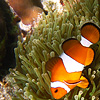 Colorful Clown Photo: Clown fish swim among the tentacles of a sea anemone in the crystal clear waters off Ko Lipe.