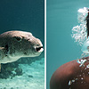 Puffer Photographer Photo: A diptych of underwater marine life around Ko Lipe:  a puffer fish (left) and an intrepid photographer (right).