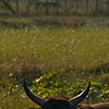 Tasty Toro Photo: A bull farm.