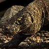 Komodo Dragon Lifestyle Photo: A Komodo dragon takes a morning stroll in its natural habitat on Komodo Island (ARCHIVED PHOTO on the weekends - originally photographed 2006/11/07).