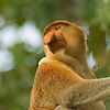 One Arm Salute Photo: A proboscis monkey hangs out in a tree in the jungles of Borneo (ARCHIVED PHOTO on the weekends - originally photographed 2006/09/08).