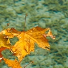 Limp Leaves Photo: Autumn colored leaves floating on top of Annecy Lake.